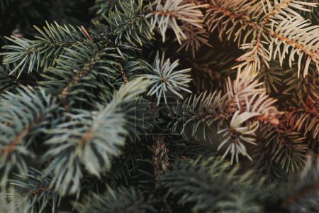 Foto de A image of Conifer closeup. - Imagen libre de derechos