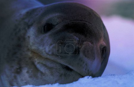 Foto de Cute seal face close up. - Imagen libre de derechos