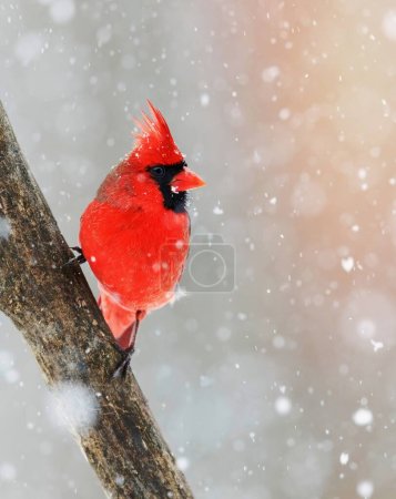 Ein nördlicher Kardinalvogel.