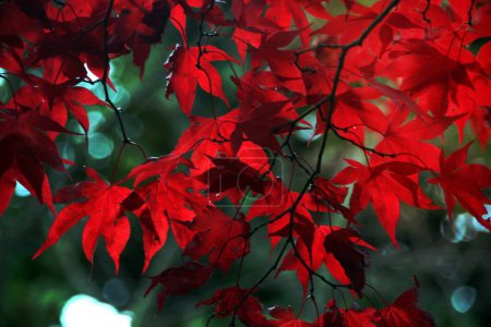 Photo for Red maple leaves on branches - Royalty Free Image