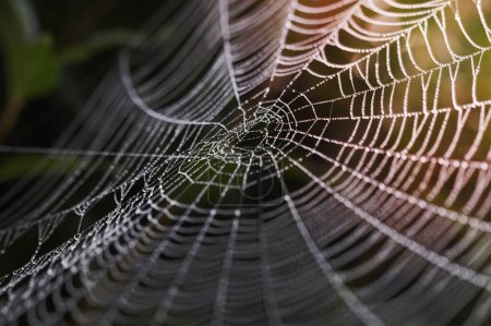 Téléchargez les photos : Spiders web in nature - en image libre de droit