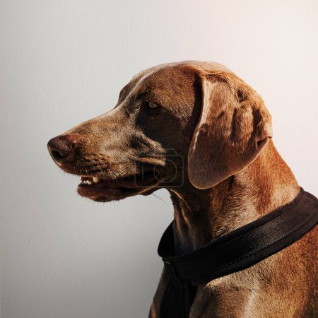 Photo for Weimaraner dog side portrait photo - Royalty Free Image