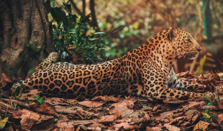 Foto de A leopard lying on autumn leaves near a tree. - Imagen libre de derechos