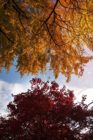 Photo for A image of Autumn trees. - Royalty Free Image