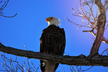 Téléchargez les photos : Bald eagle on a winter day at Ottawa National Wildlife Refuge - en image libre de droit