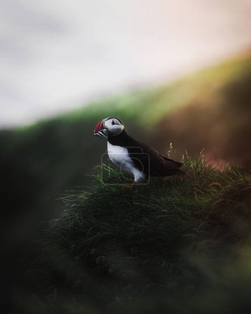 Photo for Closeup of a puffin with fish in its beak - Royalty Free Image