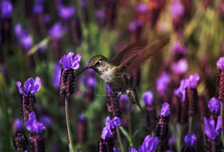 Foto de Close-up of a hummingbird feeding on lavender flowers. - Imagen libre de derechos