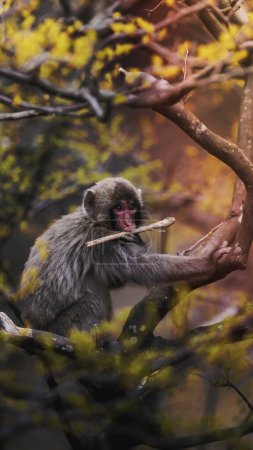 Photo for Nature background, Japanese macaque on a tree in Arashiyama, Kyoto, Japan - Royalty Free Image