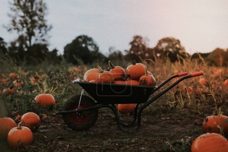 Foto de Calabazas de Halloween en un humor de otoño oscuro carretilla - Imagen libre de derechos