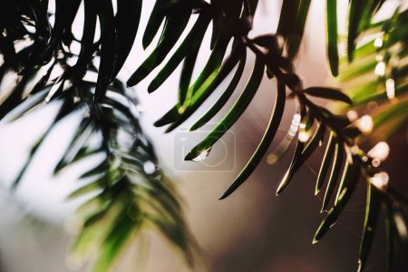 Droplets on a pine tree-stock-photo