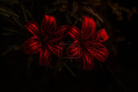 Foto de Primer plano de flor roja con gotitas - Imagen libre de derechos