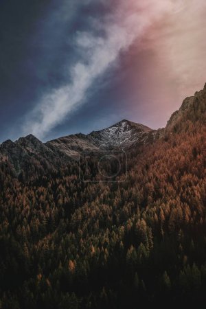 Téléchargez les photos : Woodlands in Les Dolomites, Italie - en image libre de droit
