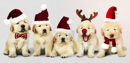 Foto de Grupo de adorables cachorros Golden Retriever con disfraces navideños - Imagen libre de derechos