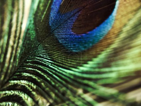 Foto de Macro disparo de una pluma de pavo real colorido - Imagen libre de derechos