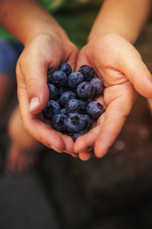 Hands holding freshly picked blueberries