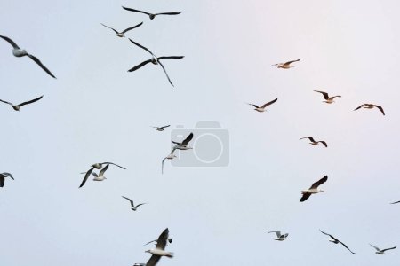 Photo for Colony of seagulls flying away from eagles over Lofoten island, Norway - Royalty Free Image