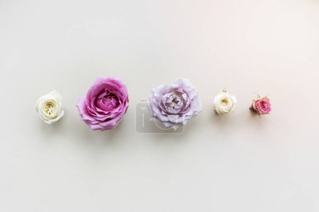 Foto de Flores de colores florecientes diseño de fondo - Imagen libre de derechos
