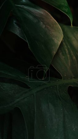 Photo for Monstera iphone background wallpaper, aesthetic HD nature image - Royalty Free Image