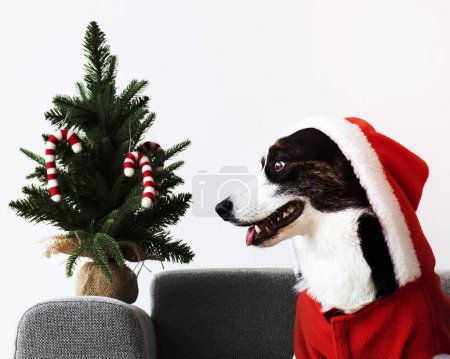 Téléchargez les photos : Cardigan Welsh Corgi portant un costume de Noël - en image libre de droit