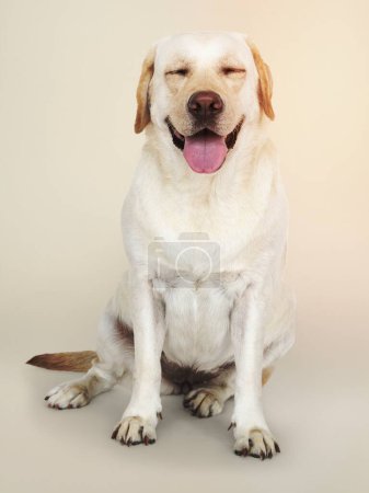 Téléchargez les photos : Portrait d'un chien Labrador Retriever - en image libre de droit