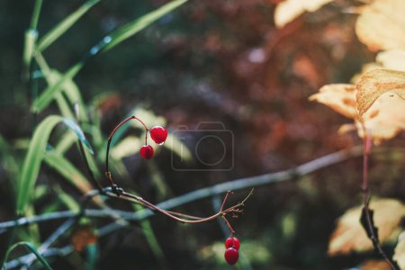 bayas rojas en el bosque