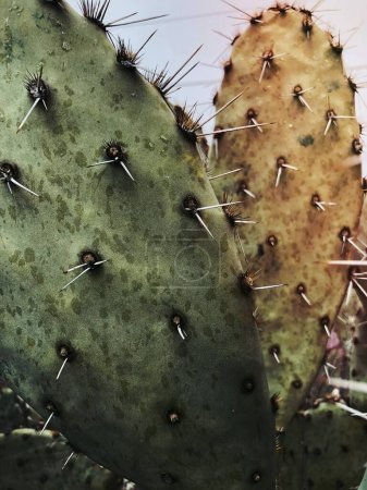 Foto de Opuntia Cactus en Arizona, Estados Unidos - Imagen libre de derechos