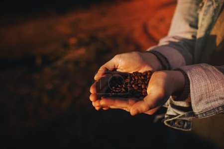 Téléchargez les photos : Grains de café bio dans une ferme - en image libre de droit