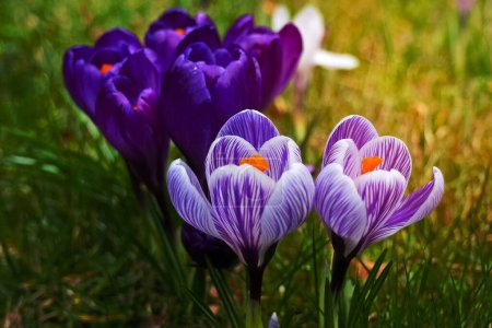 Téléchargez les photos : Une image de fleurs violettes - en image libre de droit