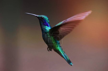 Photo for Macro Photography of Colorful Hummingbird - Royalty Free Image
