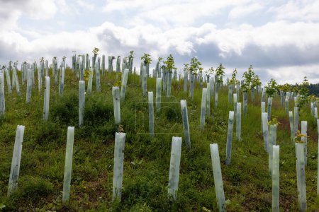 renaturation and replanting of a forest