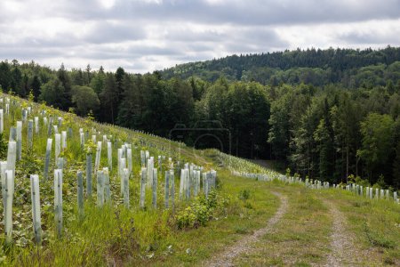 renaturation and replanting of a forest