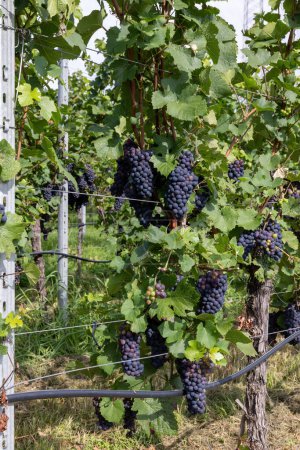 Photo for Ripe blue grapes on the vine at summer - Royalty Free Image