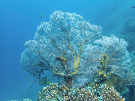 Fan coral during a dive in Bali