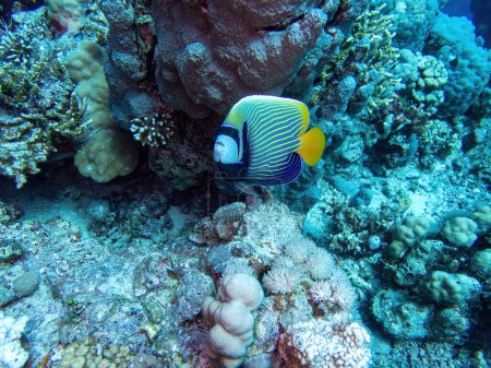 Emperor angelfish in the coral reef during a dive in Bali