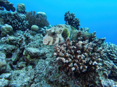 White spotted puffer fish in the coral reef during a dive in Bali