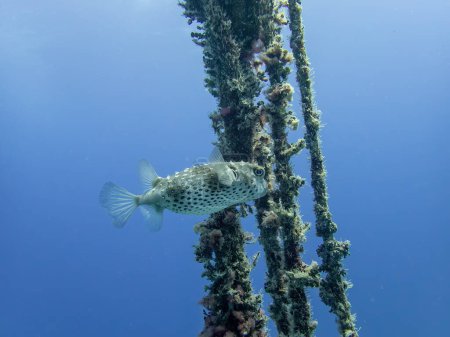Photo for Yellow-spotted porcupinefish in the coral reef during a dive in Bali - Royalty Free Image