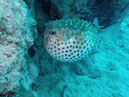 Yellow-spotted porcupinefish in the coral reef during a dive in Bali