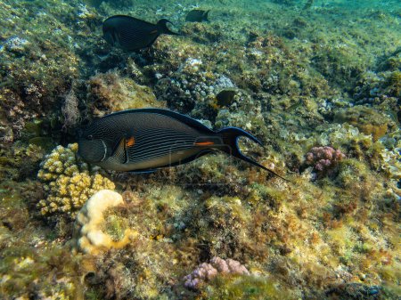 Sohal surgeonfish in the coral reef during a dive in Bali