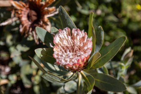 Zuckerbusch-Protea, Nahaufnahme einer Blume in Frankreich im Frühling