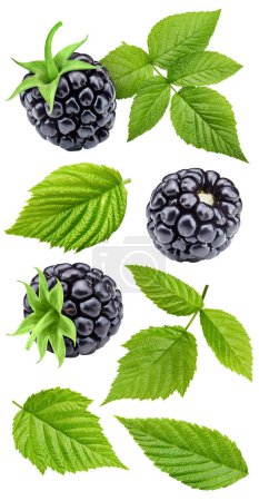 Blackberry. Frische Bio-Brombeere mit isolierten Blättern auf weißem Hintergrund. Blackberry mit Schnittpfad