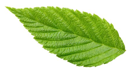 Photo for Leaf blackberry. Leaf clipping path. Blackberry leaf macro studio photo. Full depth of field - Royalty Free Image
