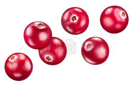 Photo for Cranberry collection isolated on white background. Cranberry set Clipping Path. Cranberry macro studio photo - Royalty Free Image