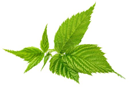 Photo for Leaf blackberry. Leaf clipping path. Blackberry leaf macro studio photo. Full depth of field - Royalty Free Image