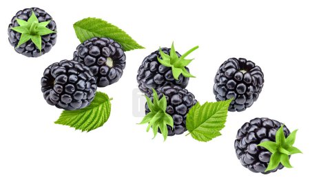 Photo for Blackberry collection with leaves isolated on white background. Blackberry set Clipping Path. Blackberry macro studio photo - Royalty Free Image
