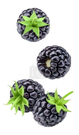 Photo for Isolated blackberry. Fresh organic blackberry with leaves isolated clipping path. Pomegranate macro studio photo. - Royalty Free Image
