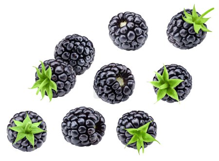 Blackberry leaves with Clipping Path isolated on a white background. Blackberry collection