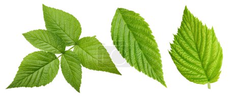 Téléchargez les photos : Raspberry leaf. Fresh raspberry leaf isolated on white background. Raspberry leaf clipping path - en image libre de droit