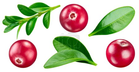 Téléchargez les photos : Cranberry leaves with Clipping Path isolated on a white background. Cranberry collection - en image libre de droit