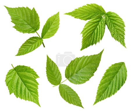 Photo for Raspberry leaf isolated clipping path. Collection raspberry leaf on white background. Raspberry leaf macro studio photo - Royalty Free Image