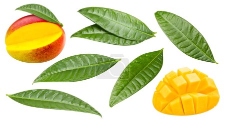 Photo for Mango isolated. Mango on white. Full depth of field. With clipping path - Royalty Free Image